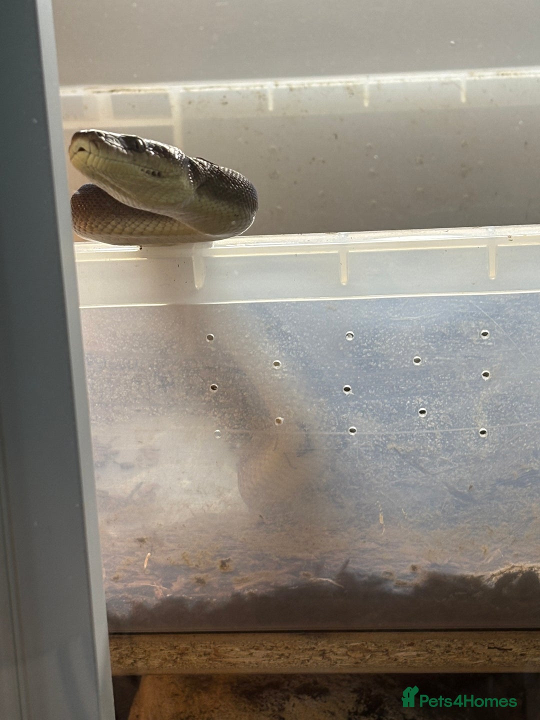 Python Snake reptiles for sale: 1.1 olive pythons  - Image 3