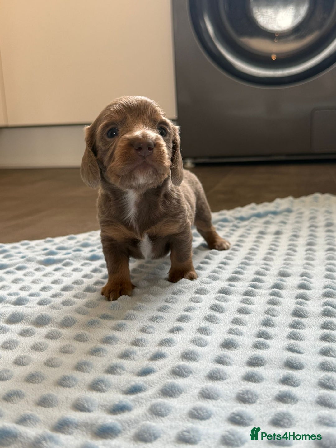 Miniature Dachshund dogs for sale: Miniature Dachshund puppies boys and girls  - Image 9