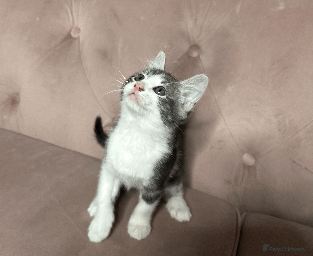 Mixed Breed cats for sale: One beautiful blue & white girl left - Advert 9