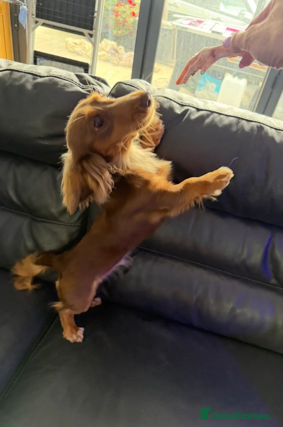 Miniature Dachshund dogs for sale: Longhaired Miniature Dachshund  - Advert 2