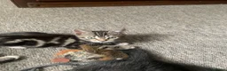 Mixed Breed cats for sale: 3 Lovely Brothers. Looking for their forever Home. - Advert 13
