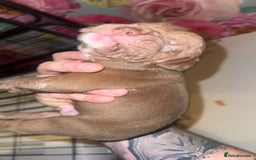 American Bully dogs for sale: American Bully Pups - Image 24