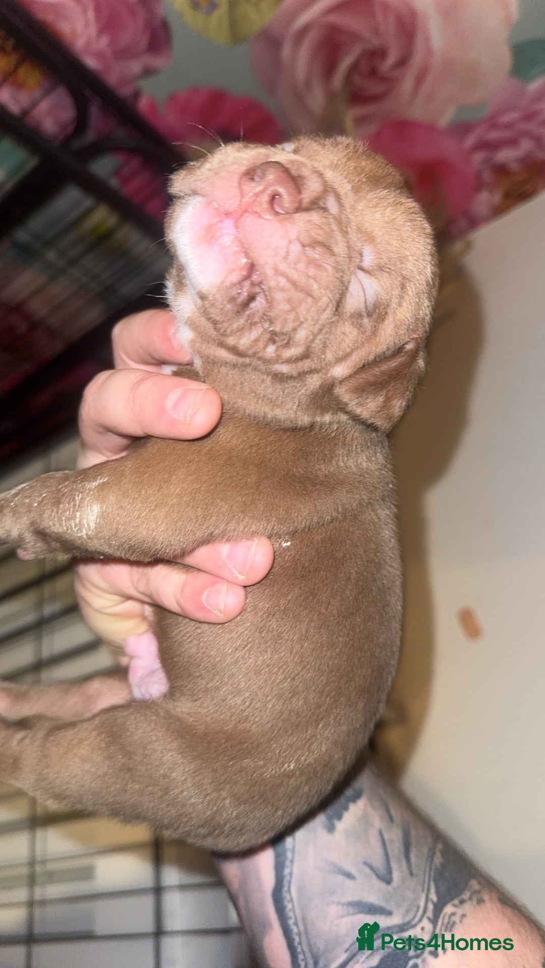 American Bully dogs for sale: American Bully Pups - Image 24