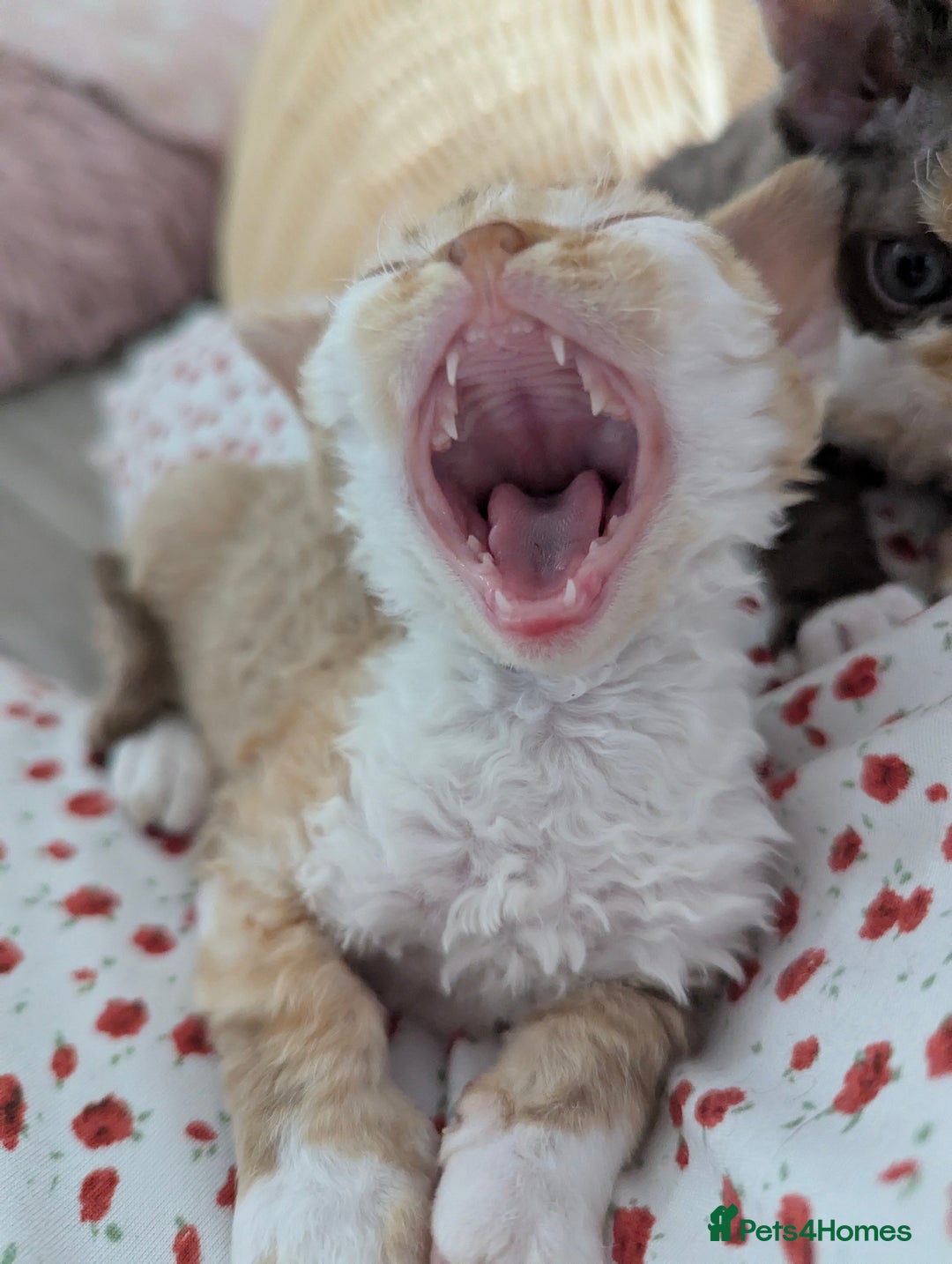 Devon Rex cats for sale: 🌼Curly, gorgeous Devon Rex Kittens available  - Image 18