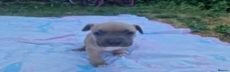 Staffordshire Bull Terrier dogs for sale: Staffordshire bully puppies  - Advert 18