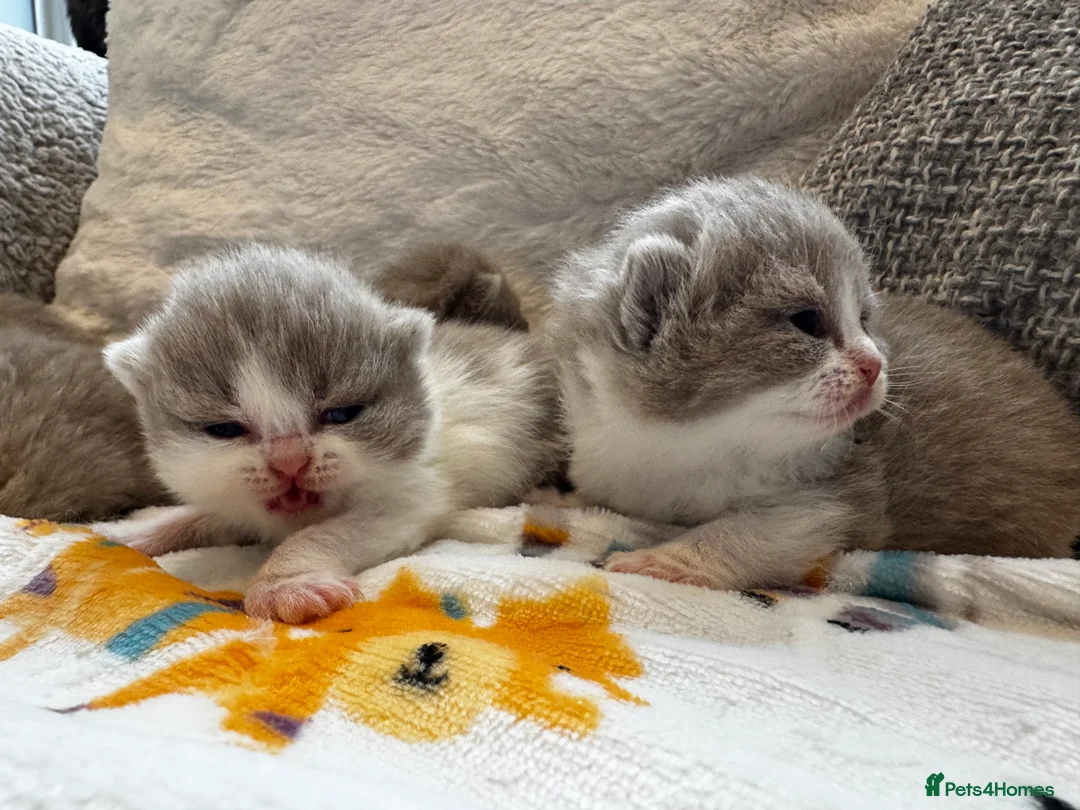 British Shorthair cats for sale: Beautiful British Shorthair Kittens - Advert 1