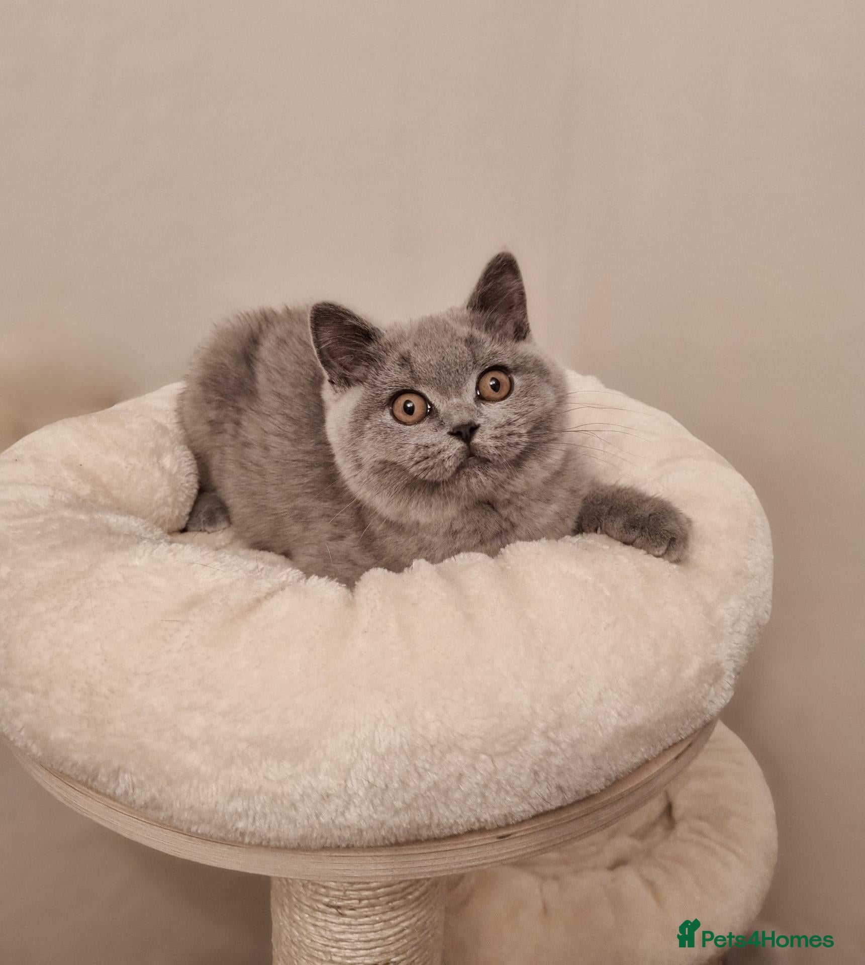British Shorthair cats Beautiful Blue Male Kitten Neutered - Advert 1