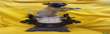 Whippet 4