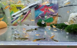 Platies fish for sale: Small platys and Guppys for sale £1 each-Fish only in Bromley - Image 12