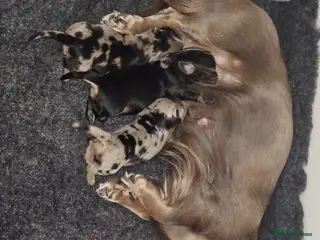 Miniature Dachshund dogs Beautiful Daches - Advert 2