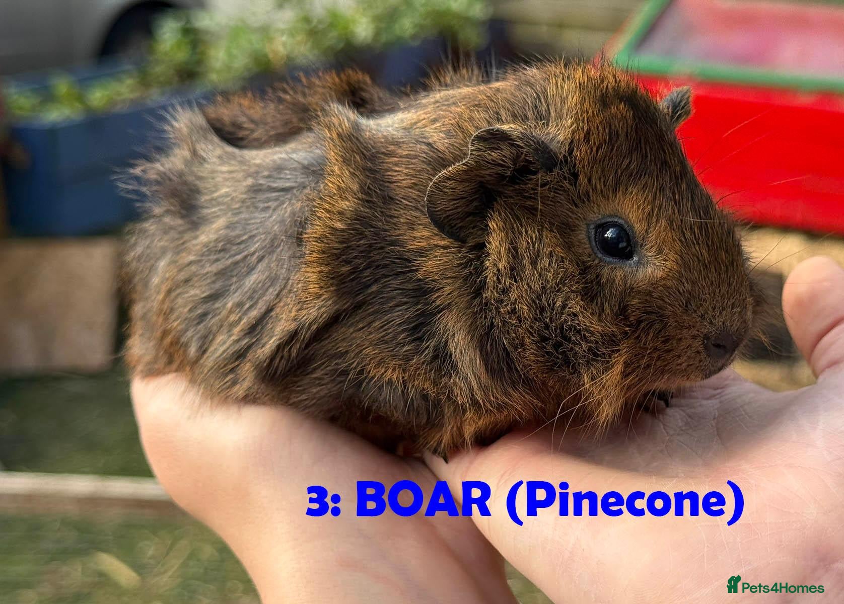 Guinea Pig rodents Guinea Pigs - Ready Now - Advert 1