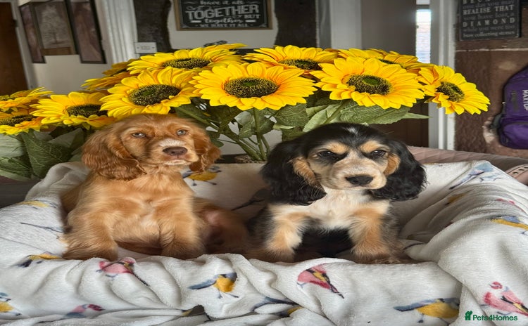 Cocker Spaniel dogs in Market Drayton - Advert 7