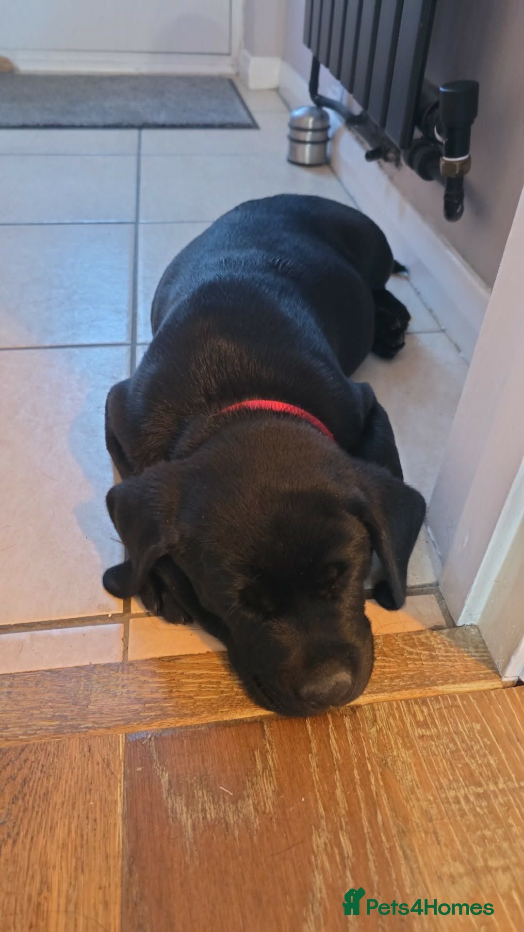 Labrador Retriever dogs Black labs  - Advert 16
