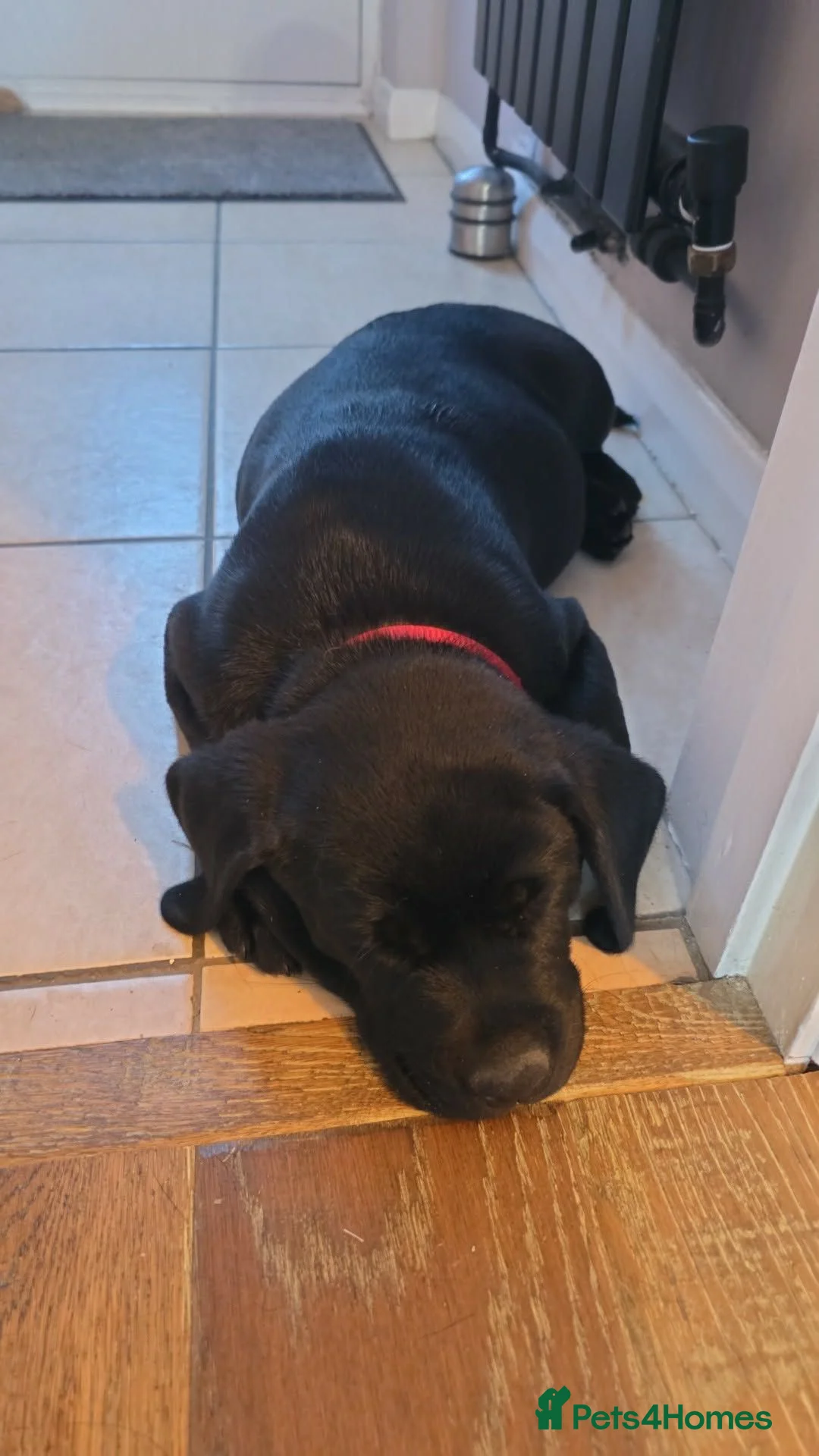 Labrador Retriever dogs for sale: Black labs  - Advert 1