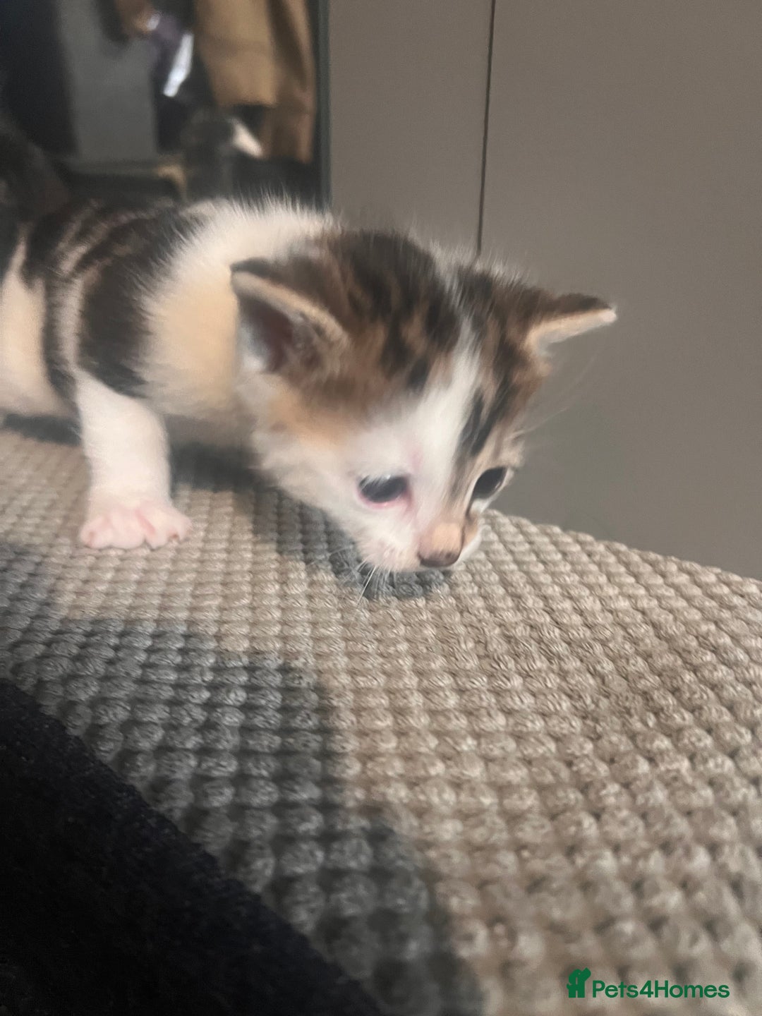 Mixed Breed cats for sale: 5 beautiful kittens  - Image 3