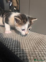 Mixed Breed cats - Advert 13