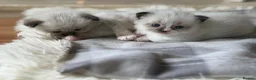 Ragdoll cats for sale:  ✨Ragdoll Kittens Champion bloodline ✨ in Birmingham - Advert 6
