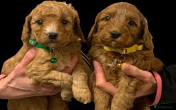 Cockapoo dogs for sale: Amazing rose cockapoos pups available  - Image 6