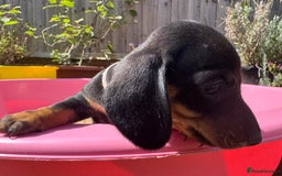 Miniature Dachshund dogs for sale: KC, PRA Clear Miniature Dachshund Puppies - Image 24