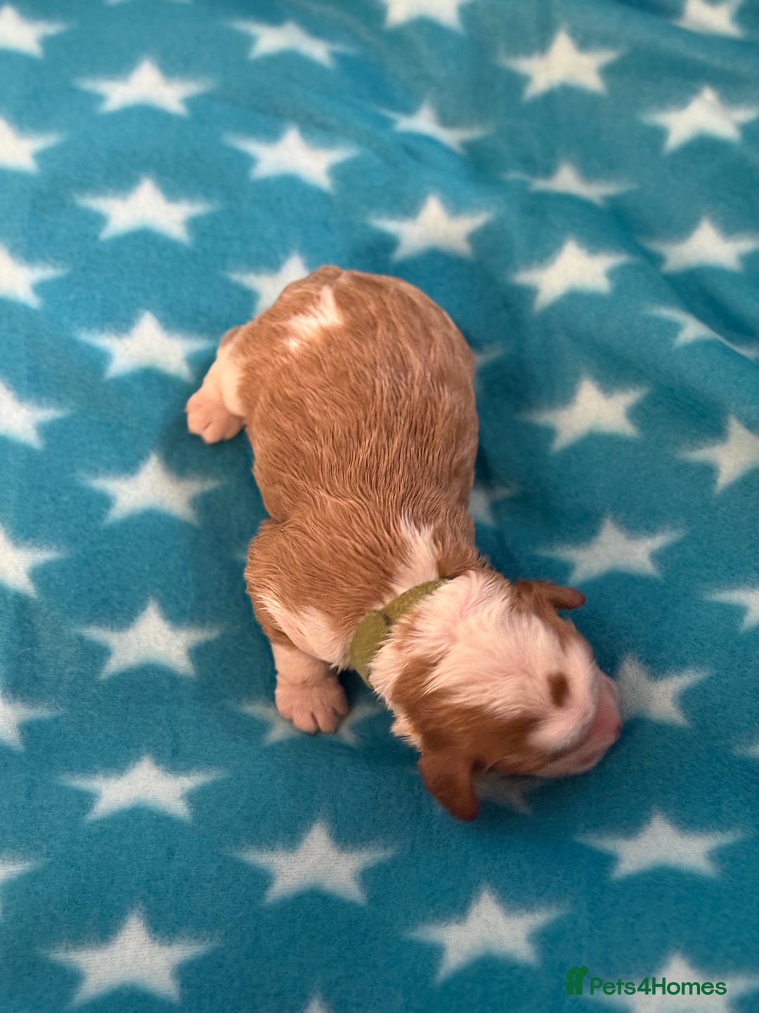 Cockapoo dogs for sale: 4 males and 1 female  - Advert 6