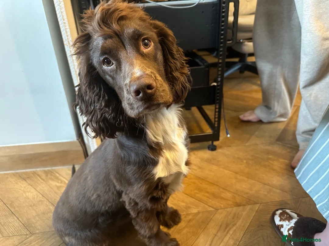 Cocker Spaniel dogs for sale: Beautiful little boy named River - Advert 2