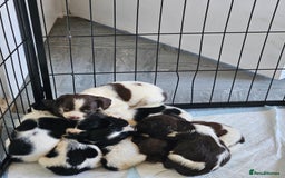 English Springer Spaniel dogs for sale: Springer spaniel puppy's  - Image 15