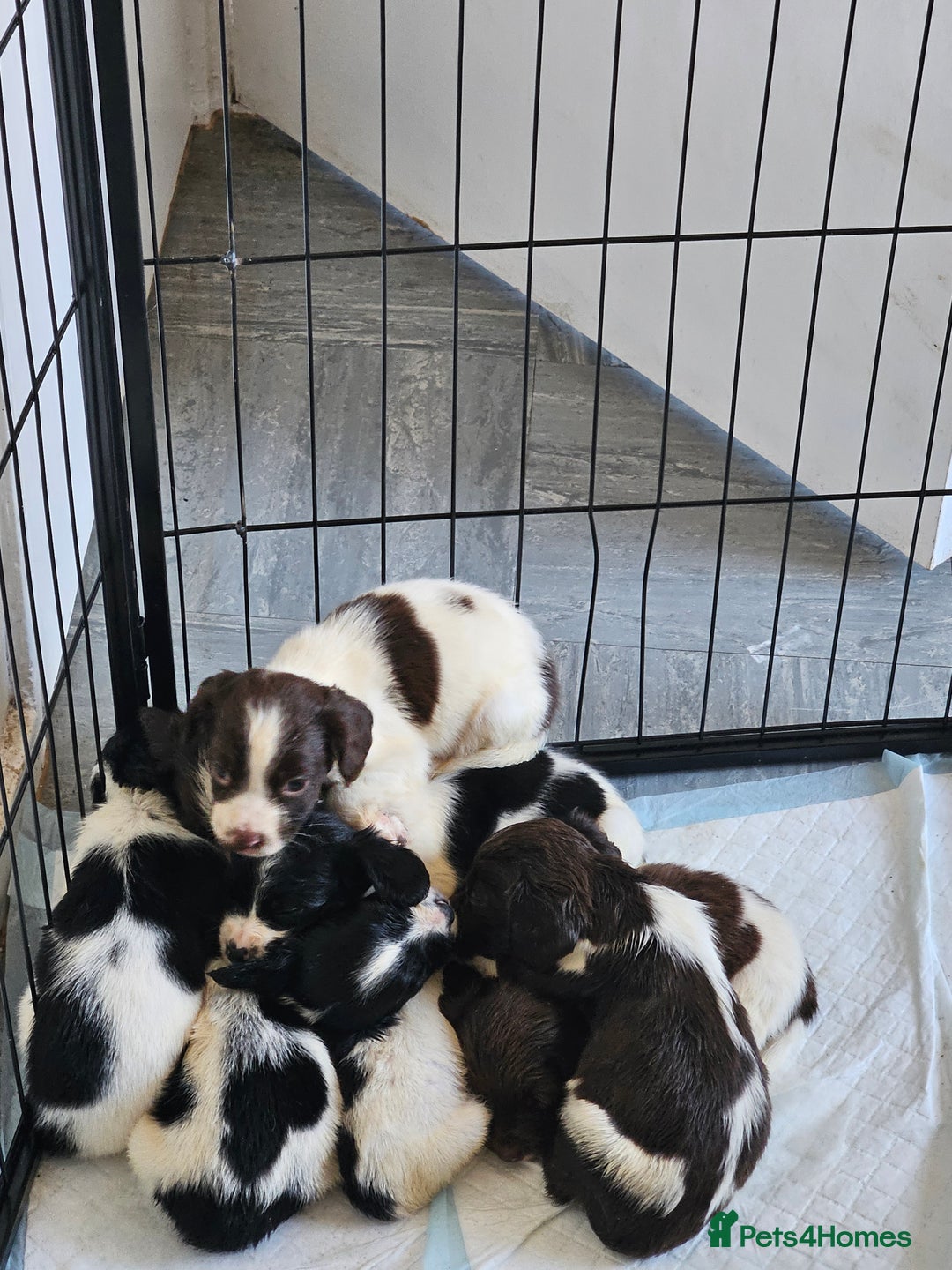 English Springer Spaniel dogs for sale: Springer spaniel puppy's  - Image 15