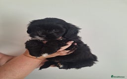 Shihpoo dogs for sale: Shihpoo puppies for sale - Image 6