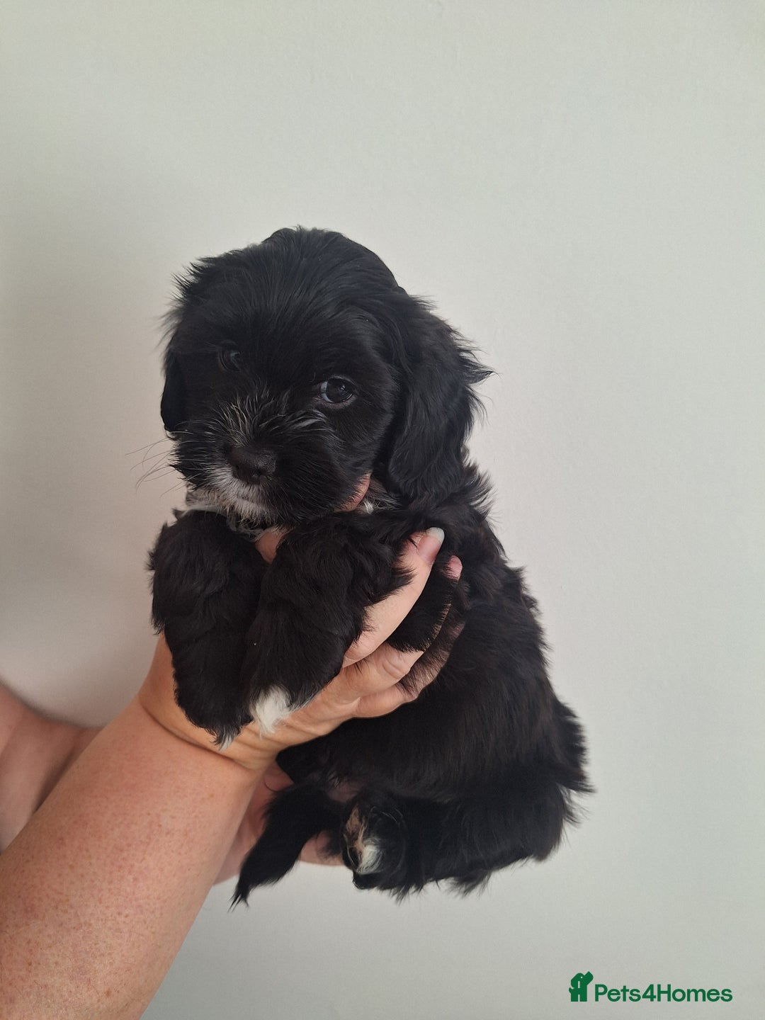 Shihpoo dogs for sale: Shihpoo puppies for sale - Image 6
