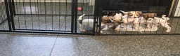 Mixed Breed dogs for sale: French bull dogs cross jack Russell  - Advert 1