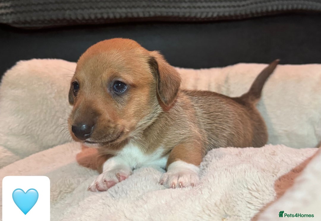 Mixed Breed dogs for sale: 💛Dorgi Puppies🤎 - Advert 16