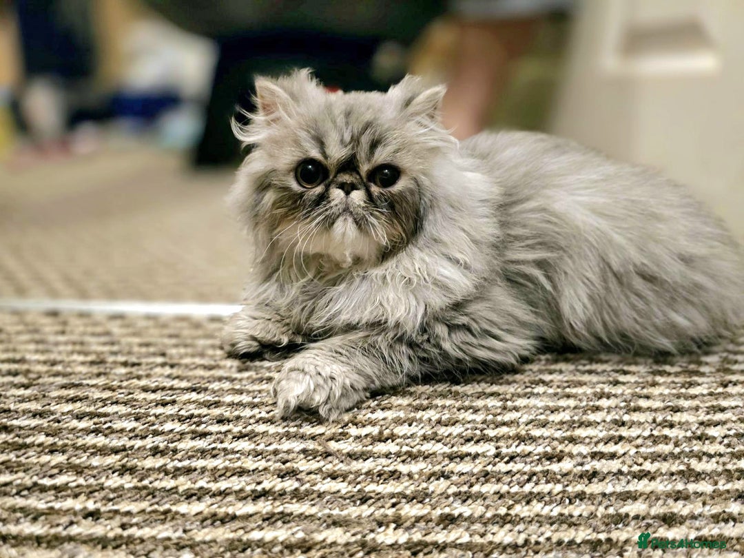 Persian cats for sale: Beautiful SILVER Tabby 10M Persian Female Kitten - Advert 1