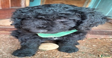 Labradoodle dogs in Kingsbridge - Advert 7