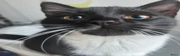 Domestic Shorthair cats for sale: Lovely friendly tuxedo female cat  - Advert 4