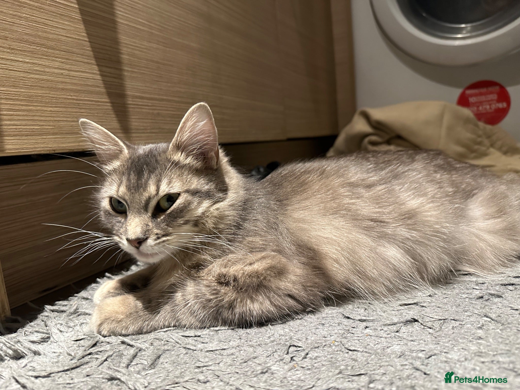 Ragdoll cats beautiful kitten left - Advert 1