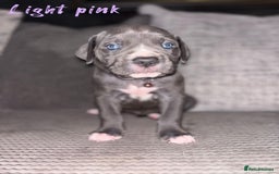 Cane Corso dogs for sale: Cane corso puppies  - Image 6