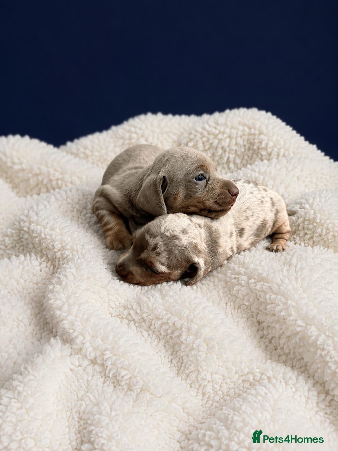 Miniature Dachshund dogs Miniature daschund puppies  - Advert 18