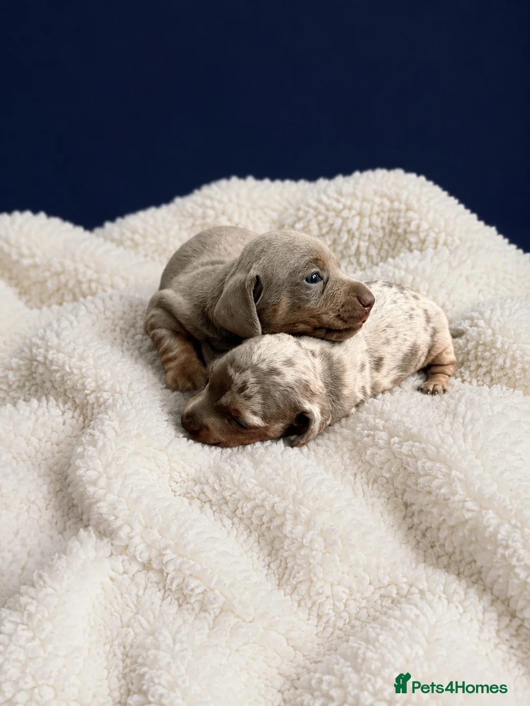 Miniature Dachshund dogs for sale: Miniature daschund puppies  - Advert 1