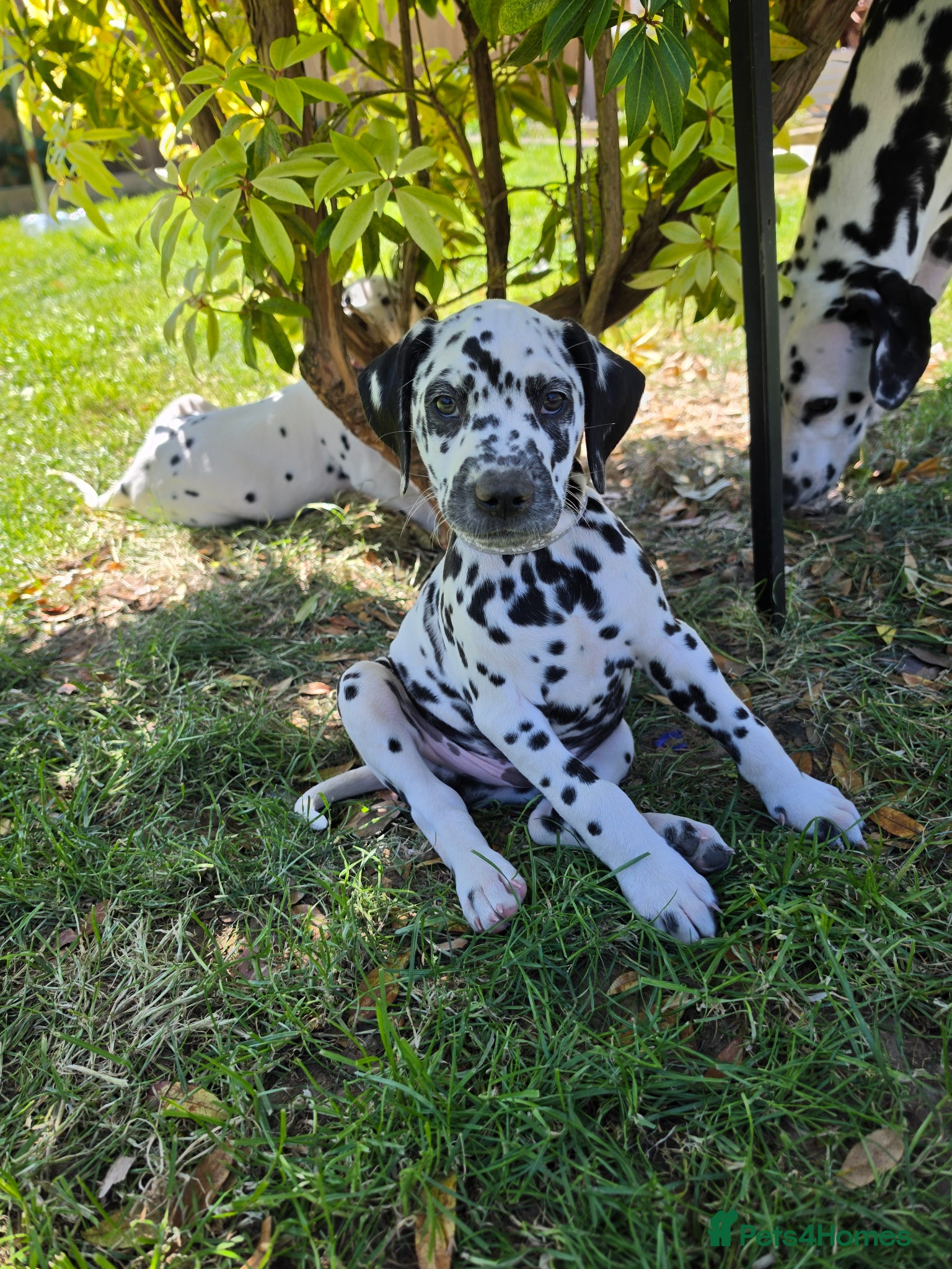 Dalmatian dogs Dalmatian pups BAER+/+*Ready now** - Advert 8