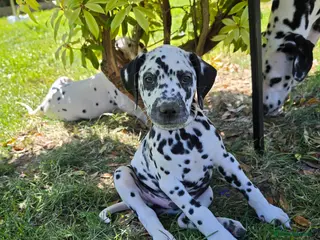 Dalmatian dogs Dalmatian pups BAER+/+*Ready now** - Advert 3
