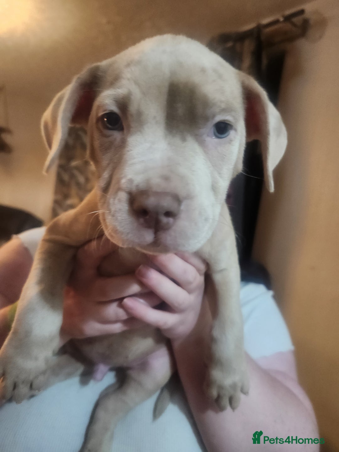 American Bulldog dogs for sale: American bulldog puppies - Advert 3