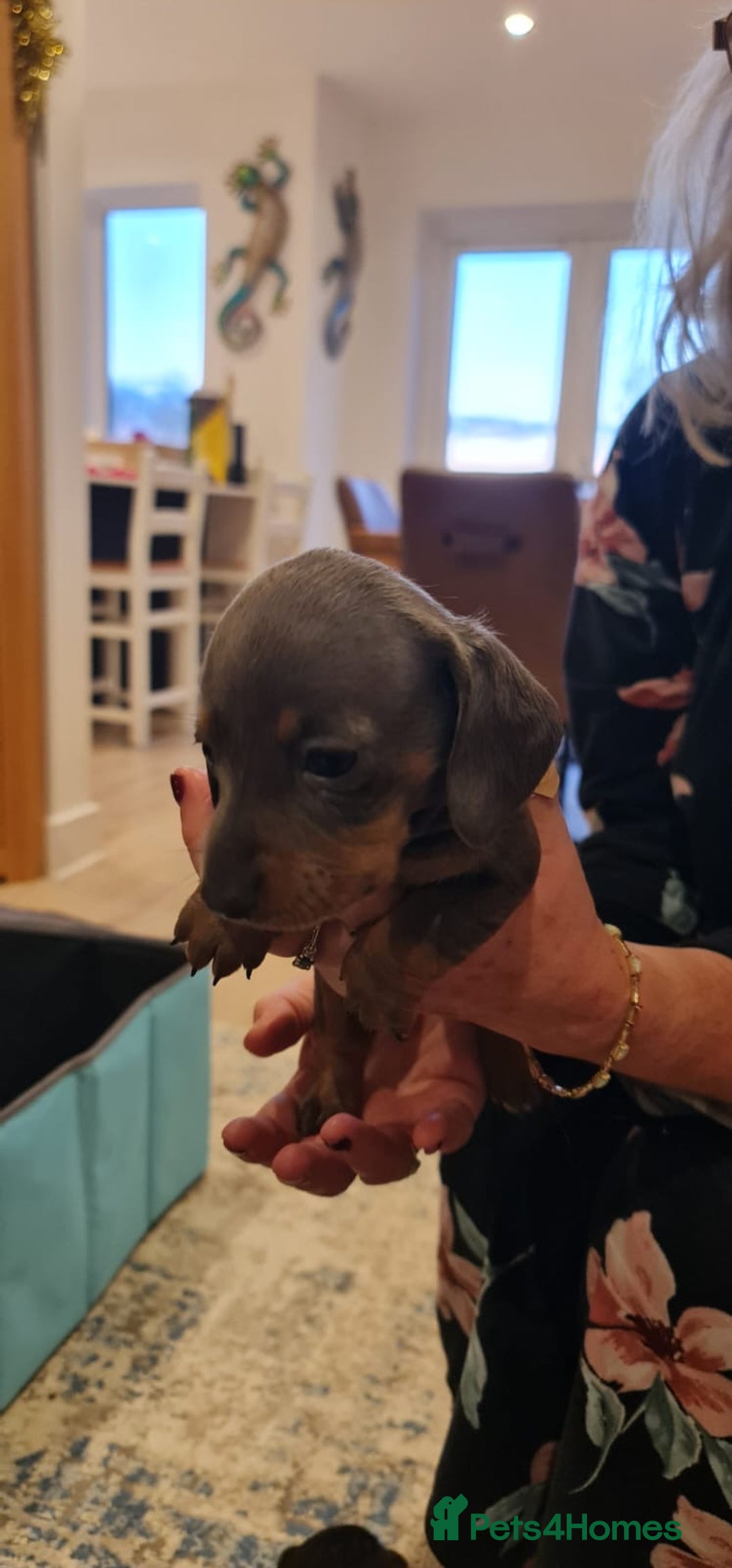 Miniature Dachshund dogs for sale: Miniature Daschund puppies - Advert 17