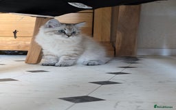 Neva Masquerade cats for sale: Litter 'W' 2 boys and 3 girls - Image 18