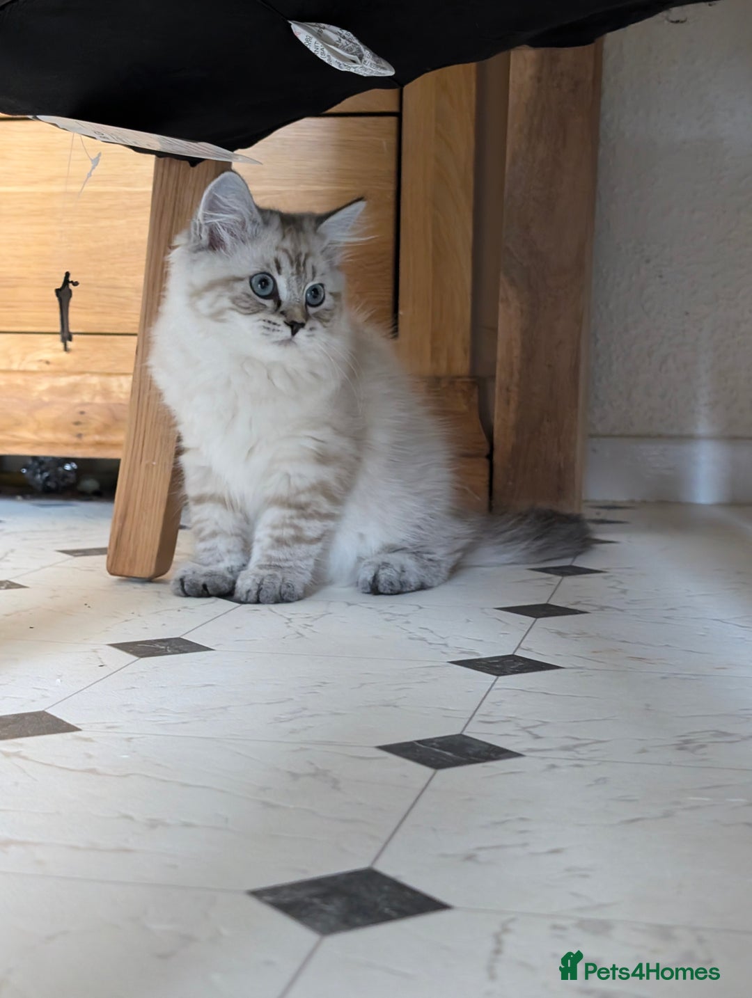 Neva Masquerade cats for sale: Litter 'W' 2 boys and 3 girls - Image 18