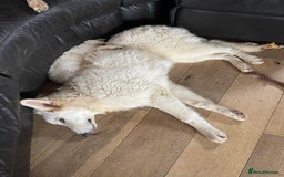 German Shepherd dogs for sale: Sisters  - Image 3