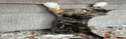 Mixed Breed cats for sale: Calico Kittens for sale  in London - Advert 6
