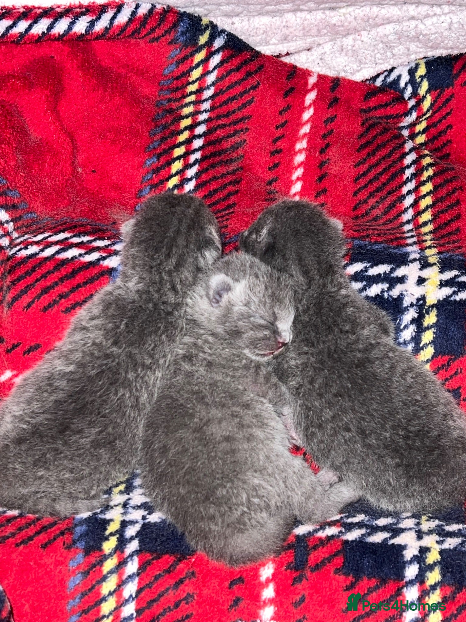 British Shorthair cats British Shorthair Kittens – 3 Boys 🐱 - Advert 18