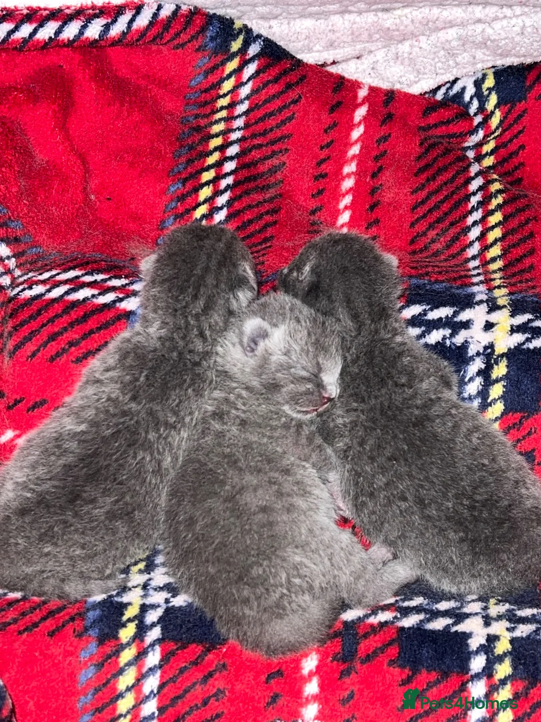 British Shorthair cats for sale: British Shorthair Kittens – 3 Boys 🐱 - Advert 1