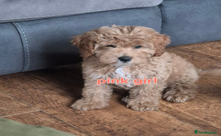Cavapoo dogs in Ilkeston - Advert 15