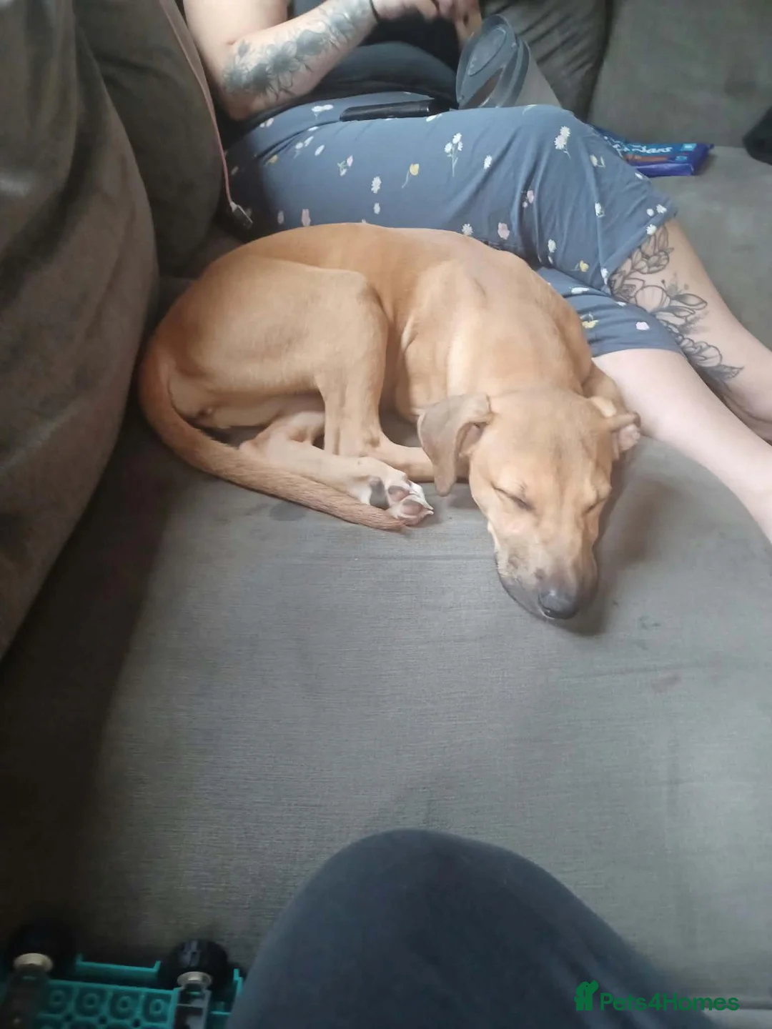 Mixed Breed dogs for sale: Beautiful saluki cross girl - Advert 2